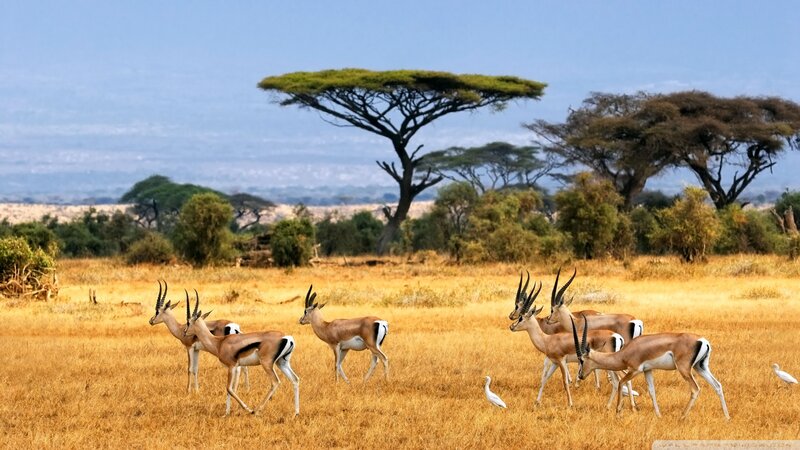 Antelopes in Savanna — Yellow, Serene