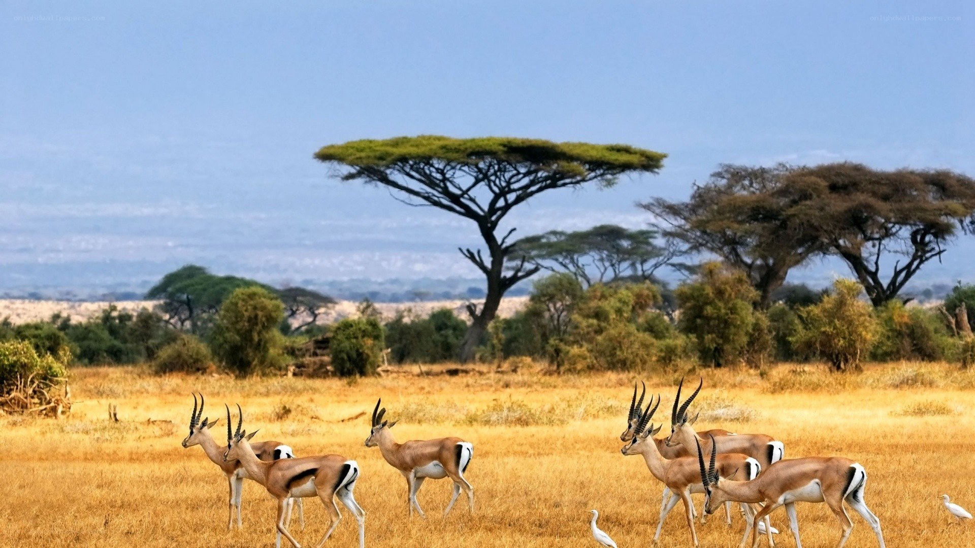 Antelopes in the savanna