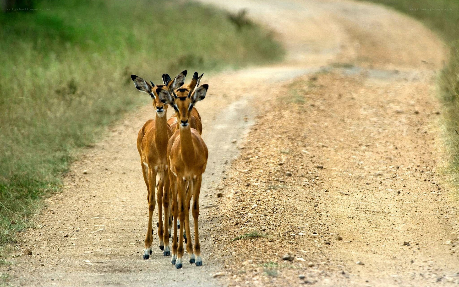 antelopes on a dirt road