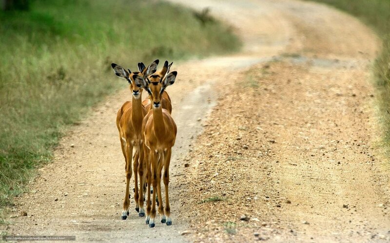antelopes on a dirt road