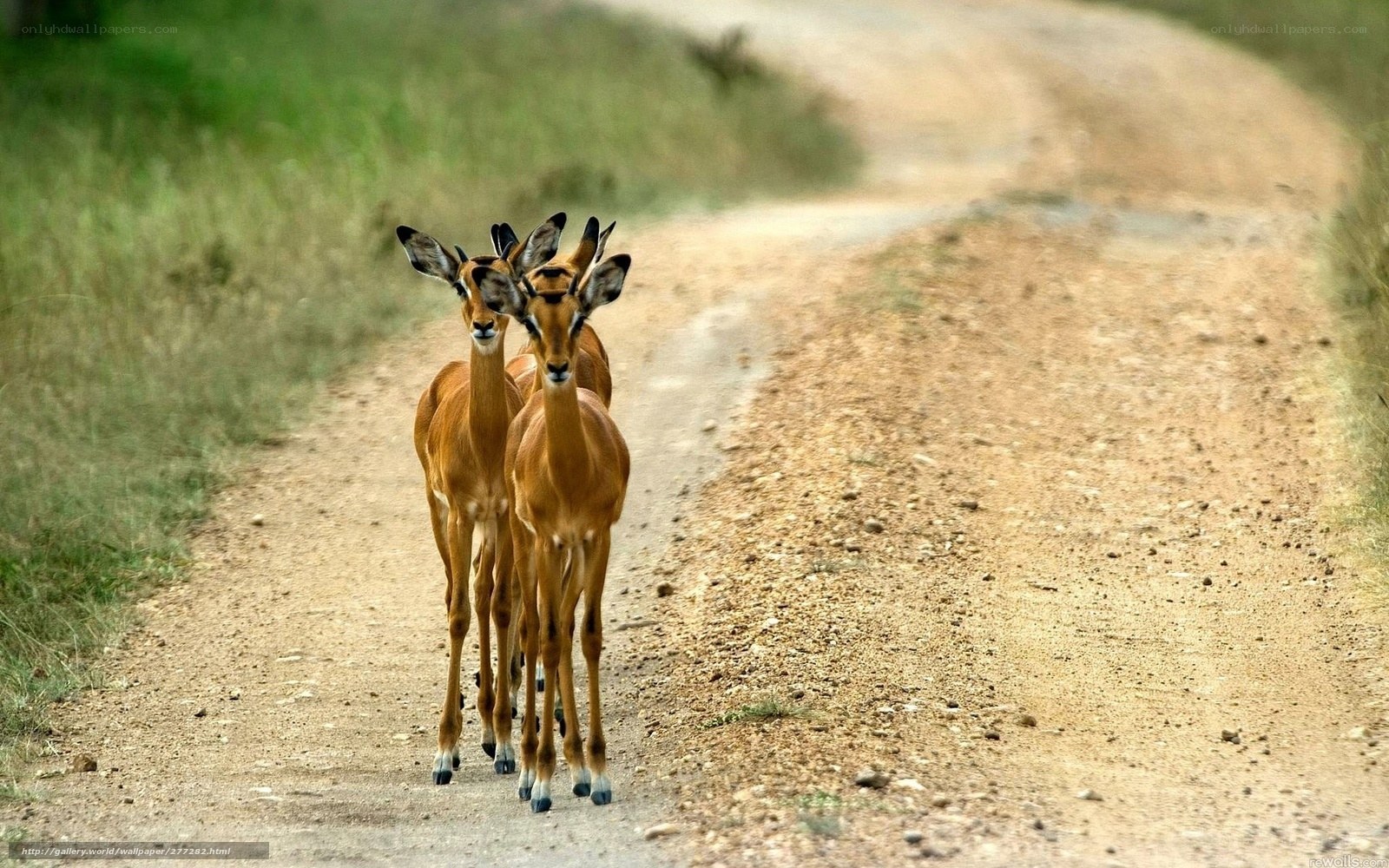 antelopes on a dirt road
