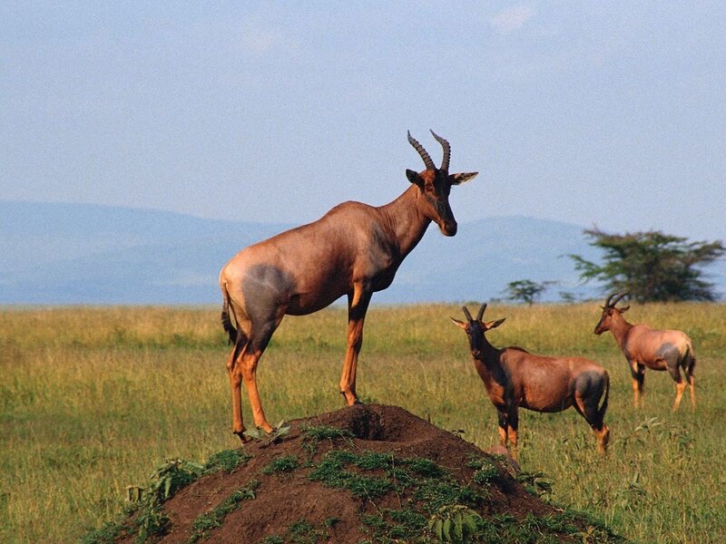 Antelopes on a termite mound