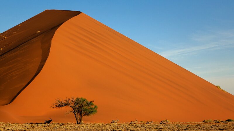 Antelopes on Sand Dune