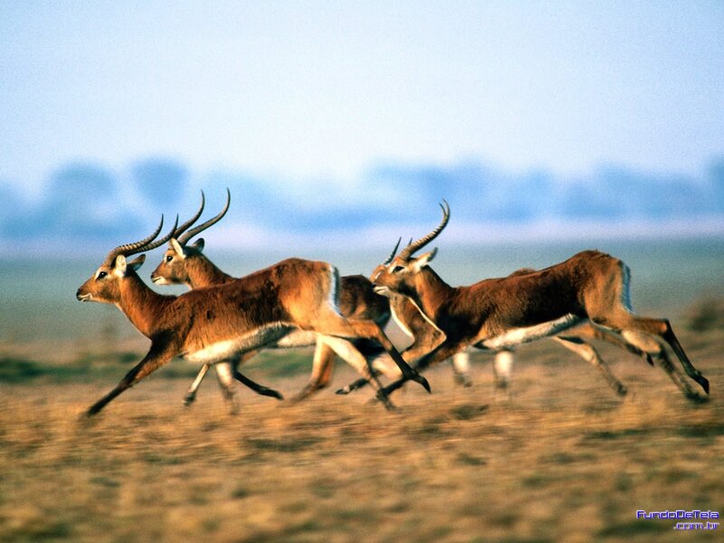 Antelopes Running — Brown