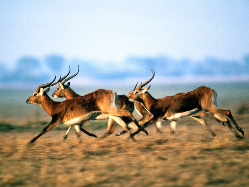 antelopes running in a herd