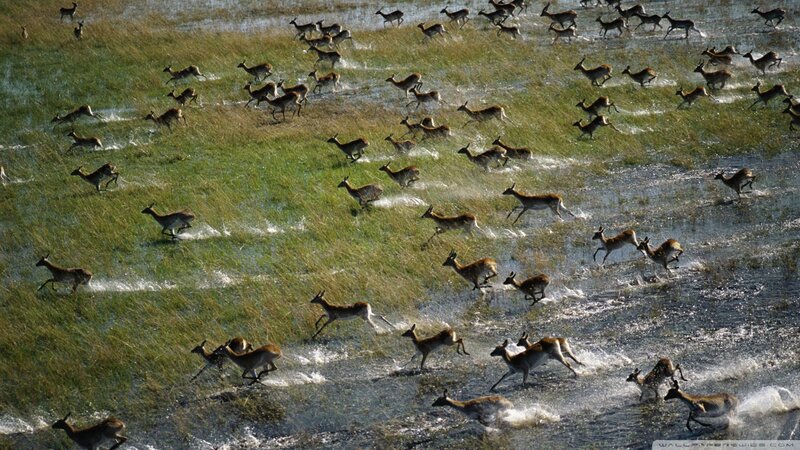 Antelopes Running in Water — Green, Dynamic