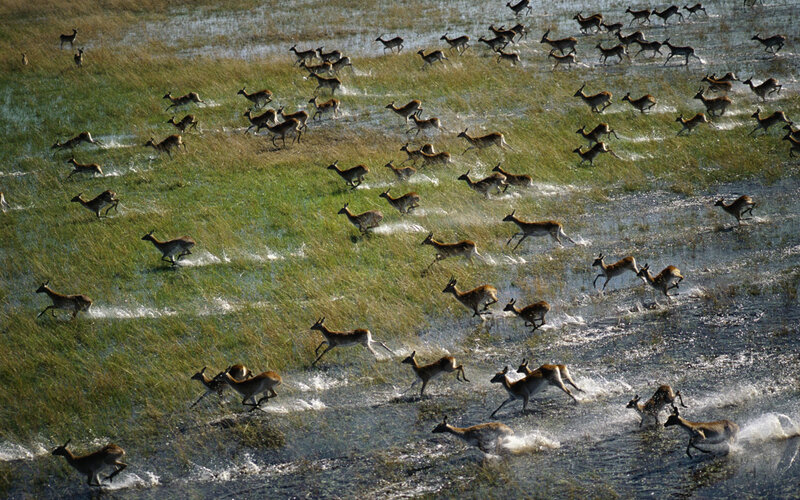 Antelopes Running in Water — Green