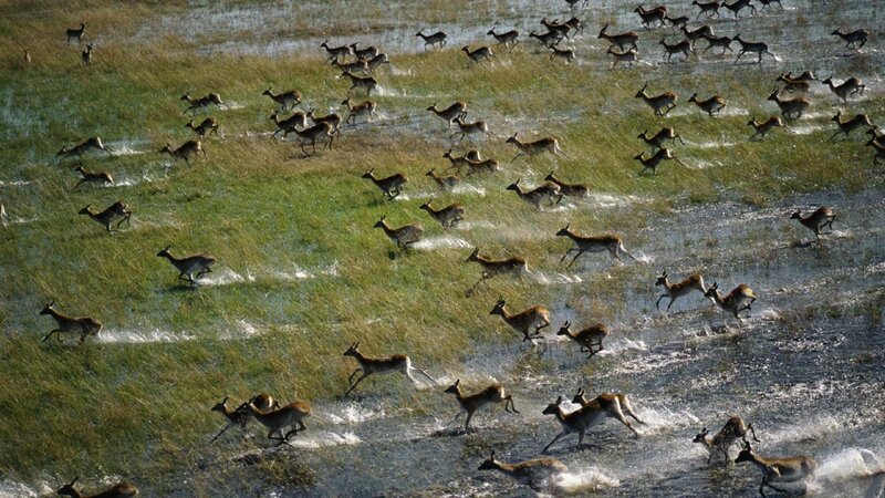 Antelopes Running in Water