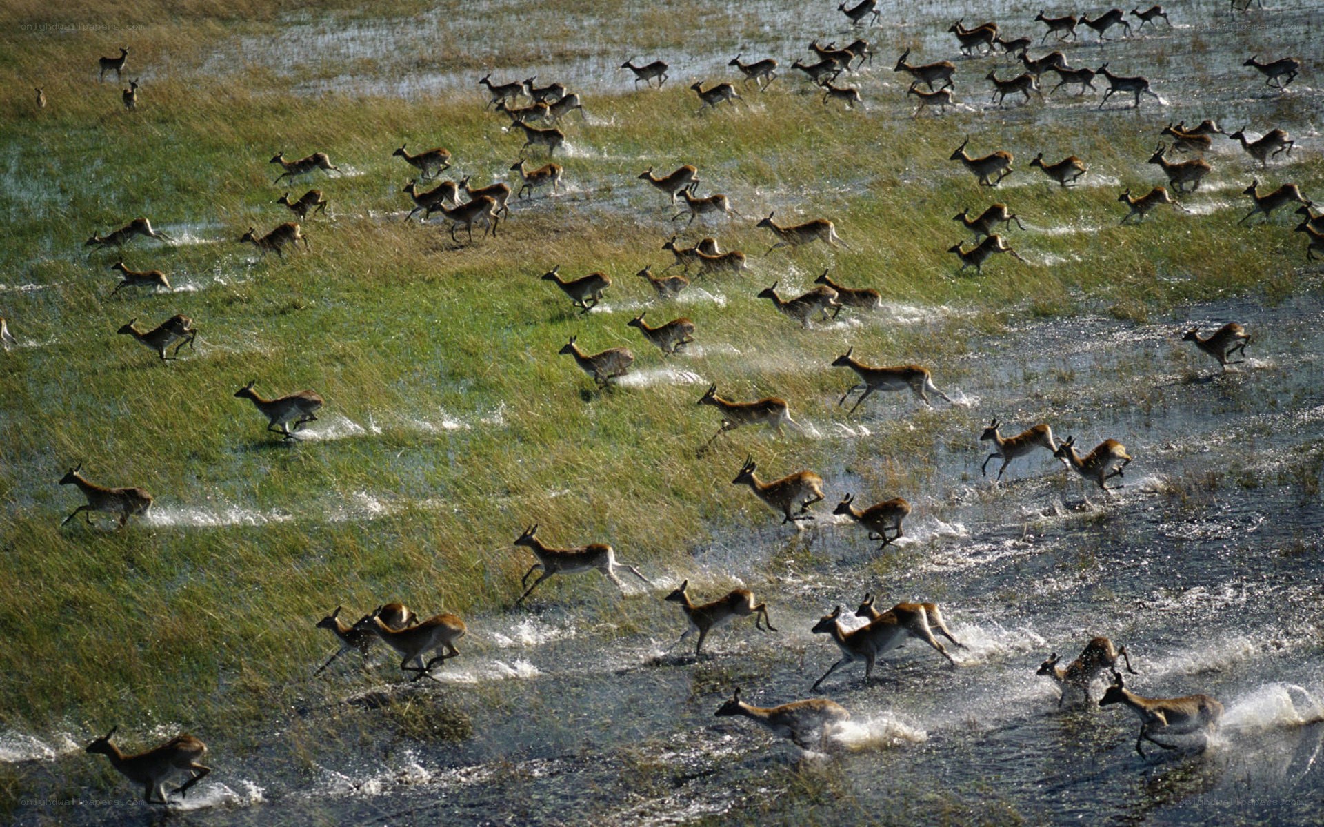 antelopes running through water