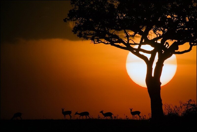 Antelopes Walking at Sunset