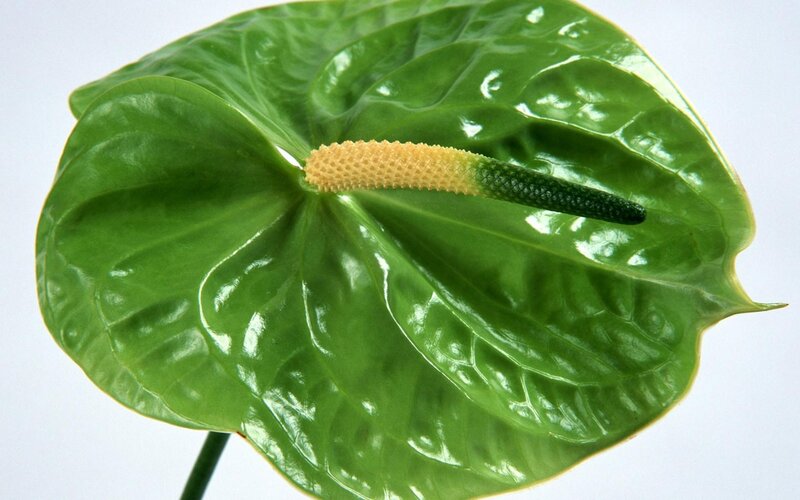 Anthurium Flower — Green