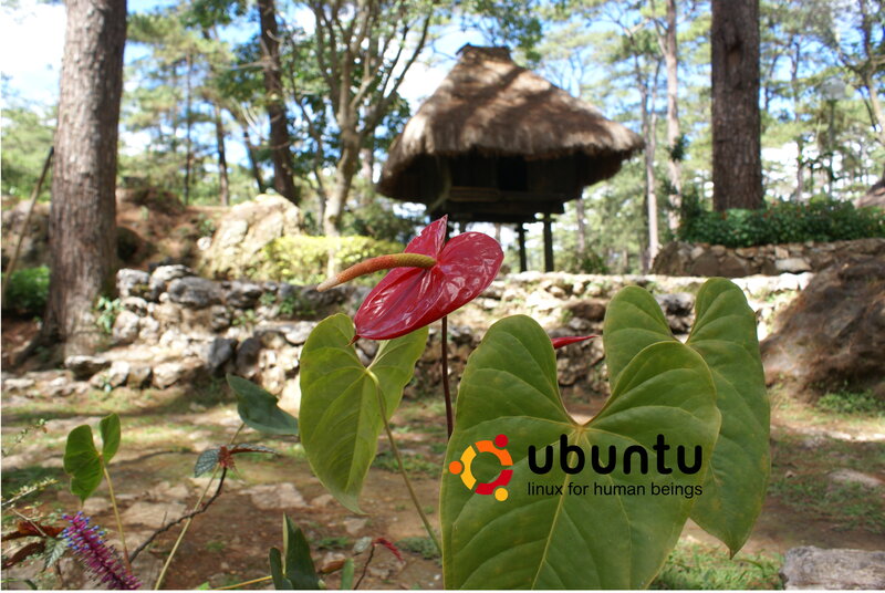 Anthurium flower in forest
