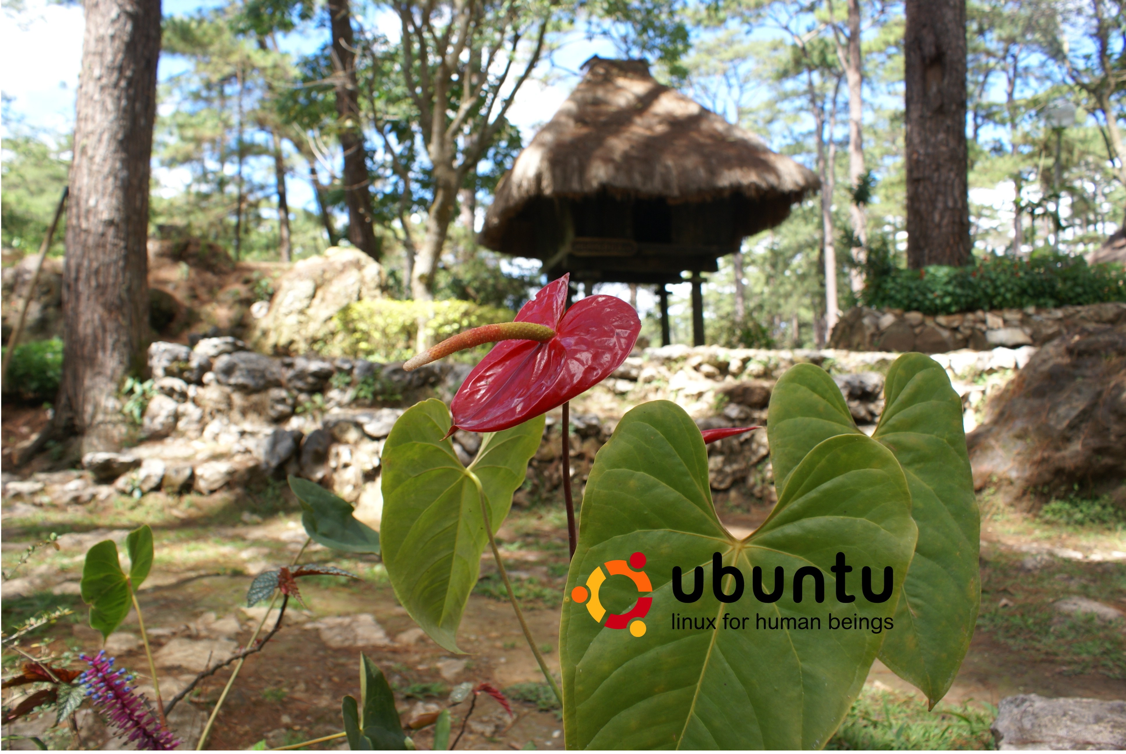 Anthurium flower in forest