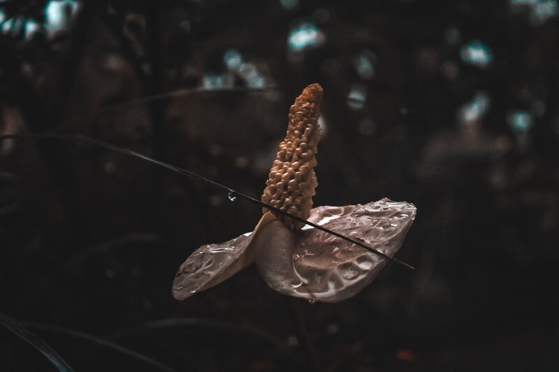 Anthurium Flower with Water Droplets — Brown