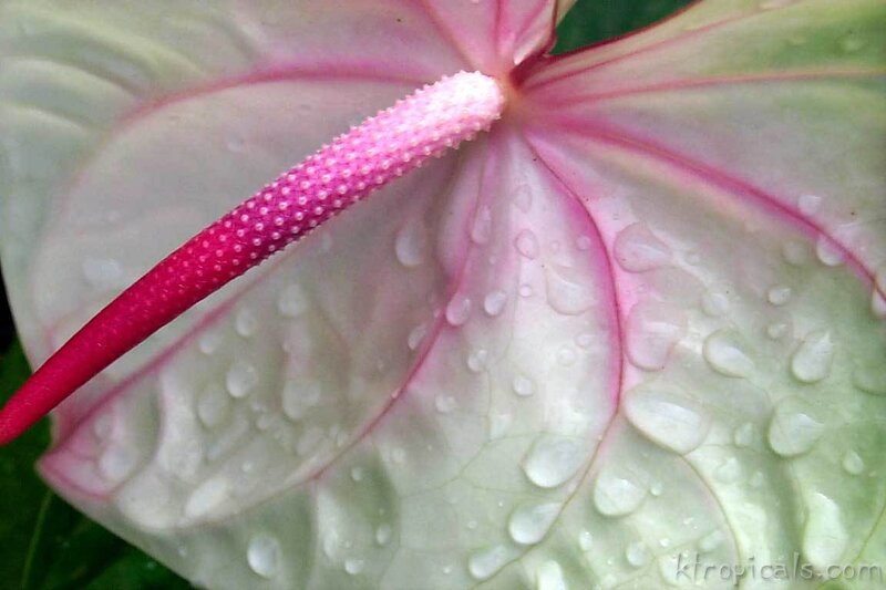 Anthurium flower with water droplets
