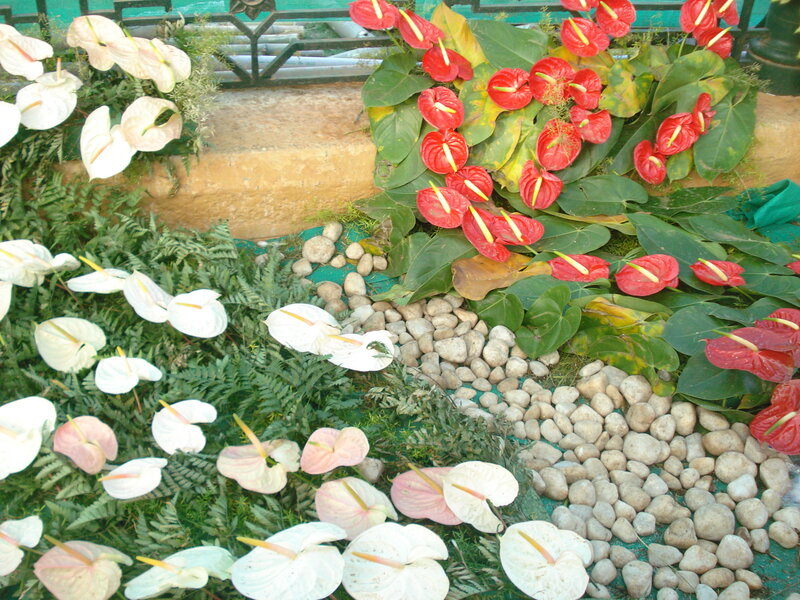 Anthurium Flowers and Ferns