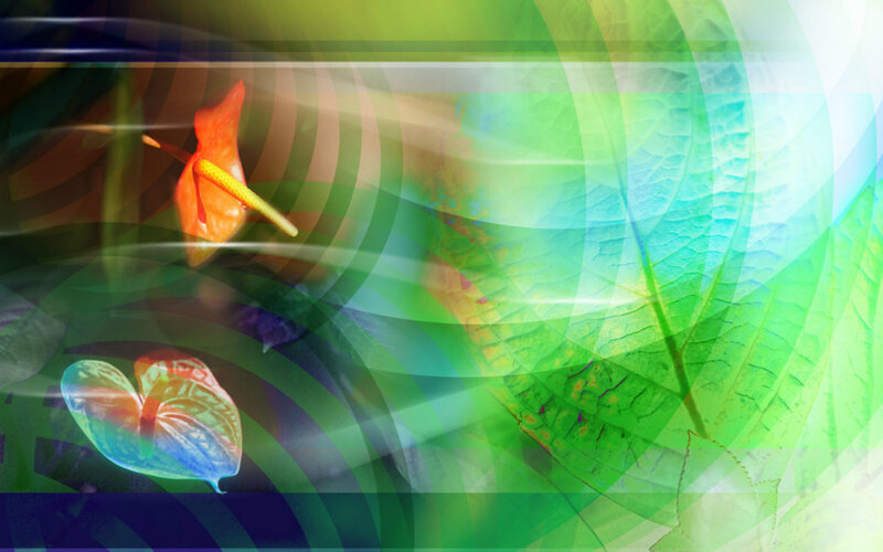 Anthurium Flowers and Leaf