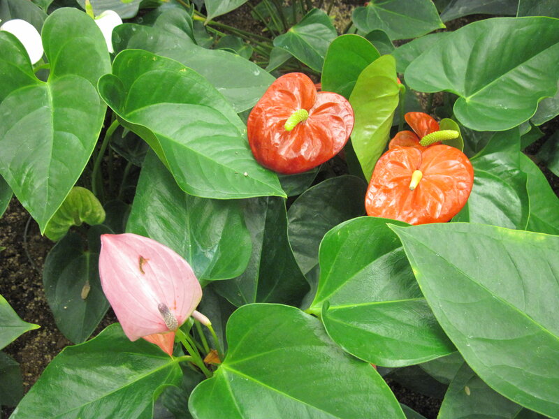 Anthurium Flowers and Leaves — Green, Natural, Photograph