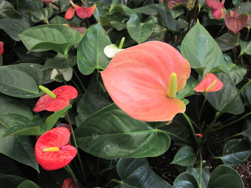 Anthurium Flowers and Leaves — Green, Natural