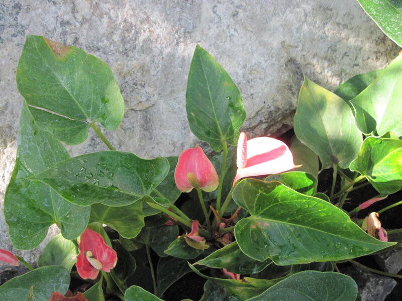 Anthurium Flowers and Leaves — Green