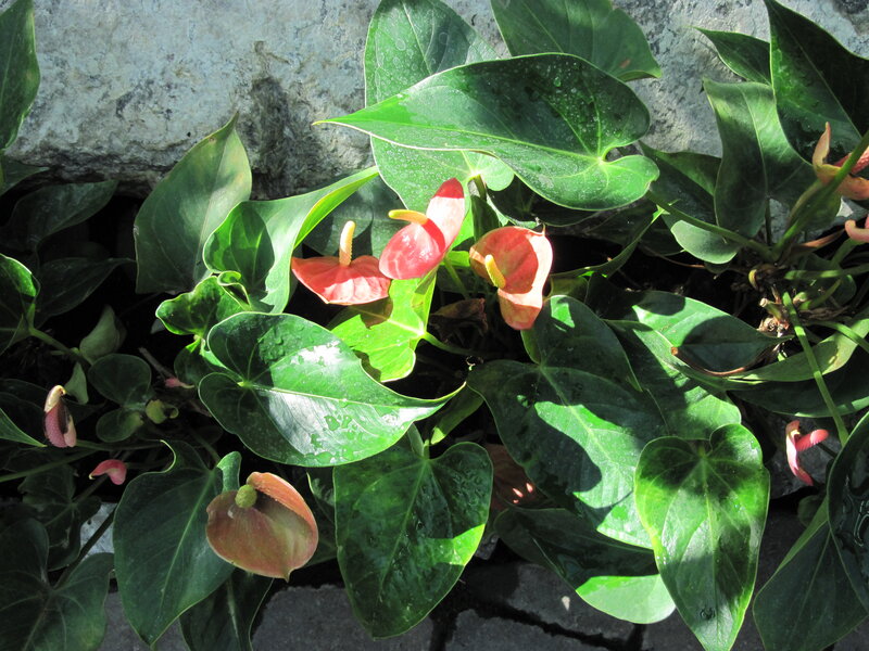 Anthurium Flowers and Leaves