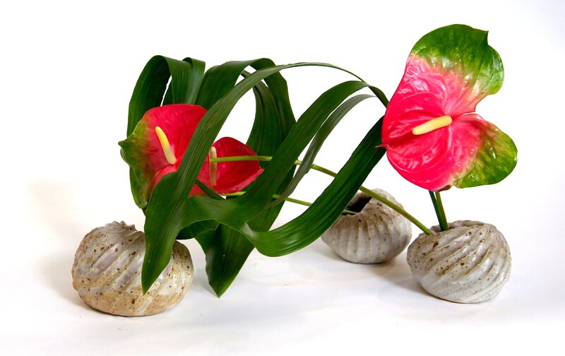 Anthurium Flowers in Pots