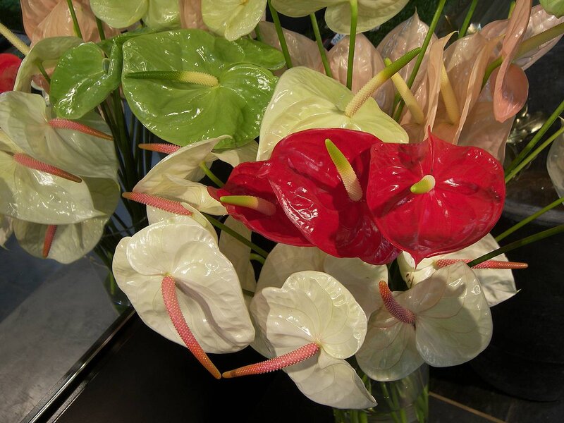 Anthurium Flowers in Vase — Red