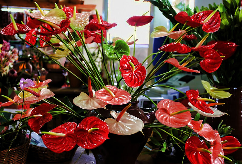 Anthurium Flowers in Vase