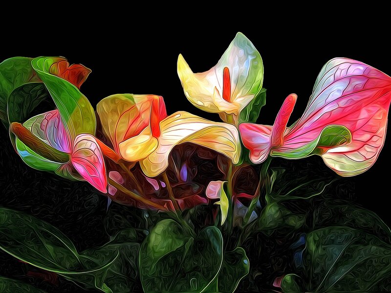 Anthurium Flowers