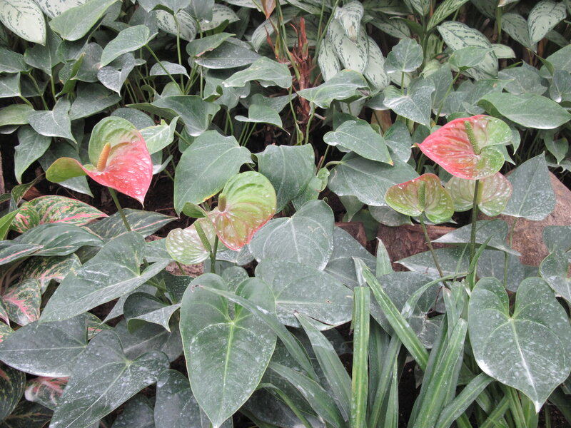 Anthurium Plants in Foliage