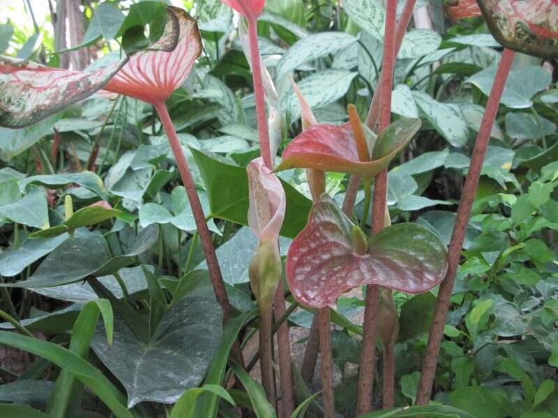 Anthurium Plants in Garden — Green