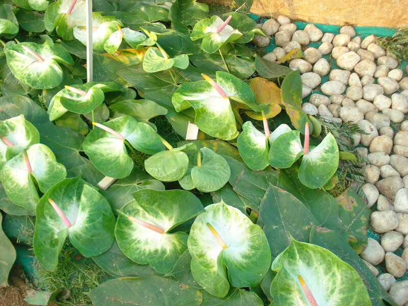 Anthurium Plants in Garden