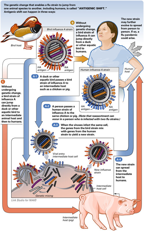Antigenic shift in influenza