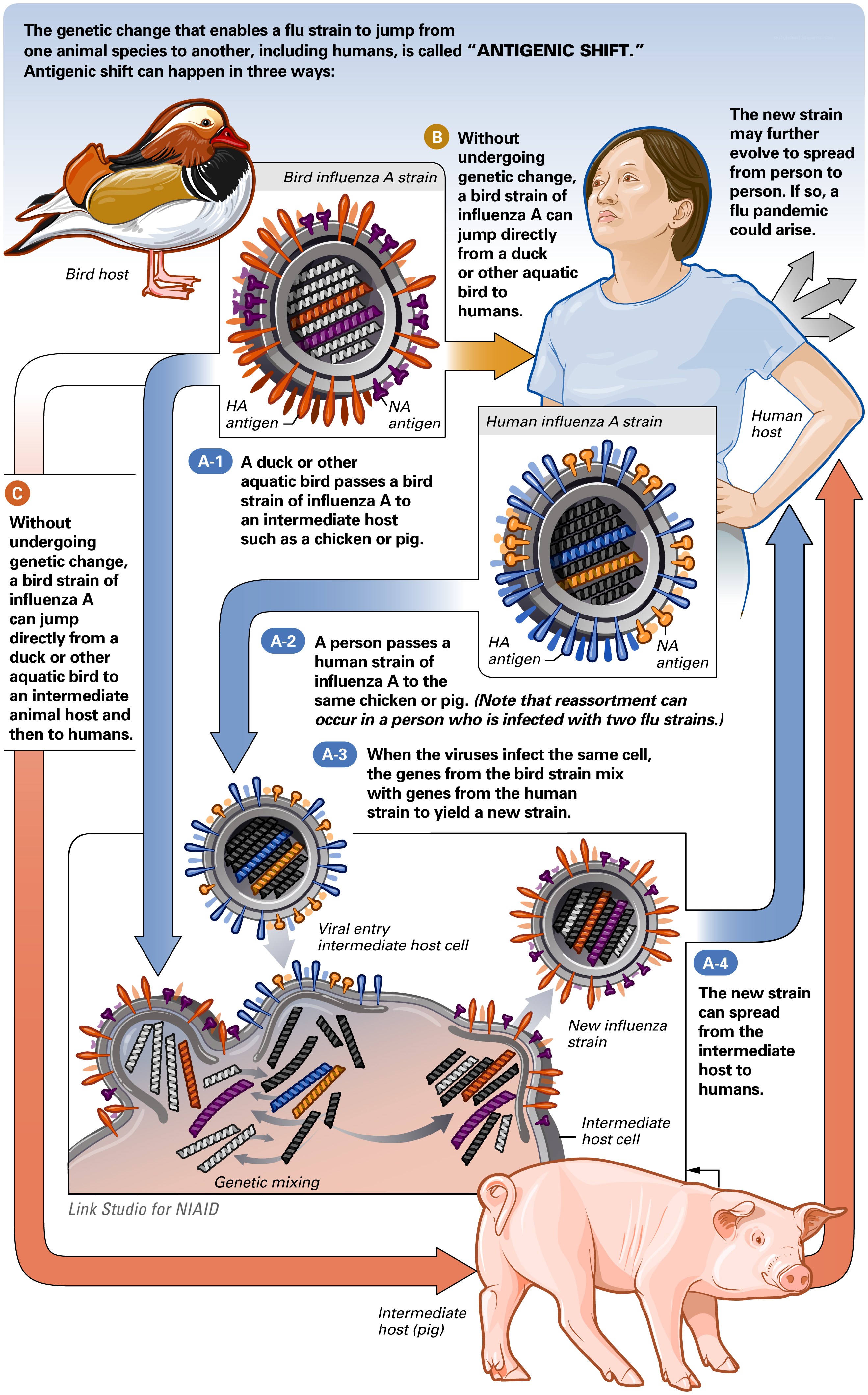 Antigenic shift in influenza
