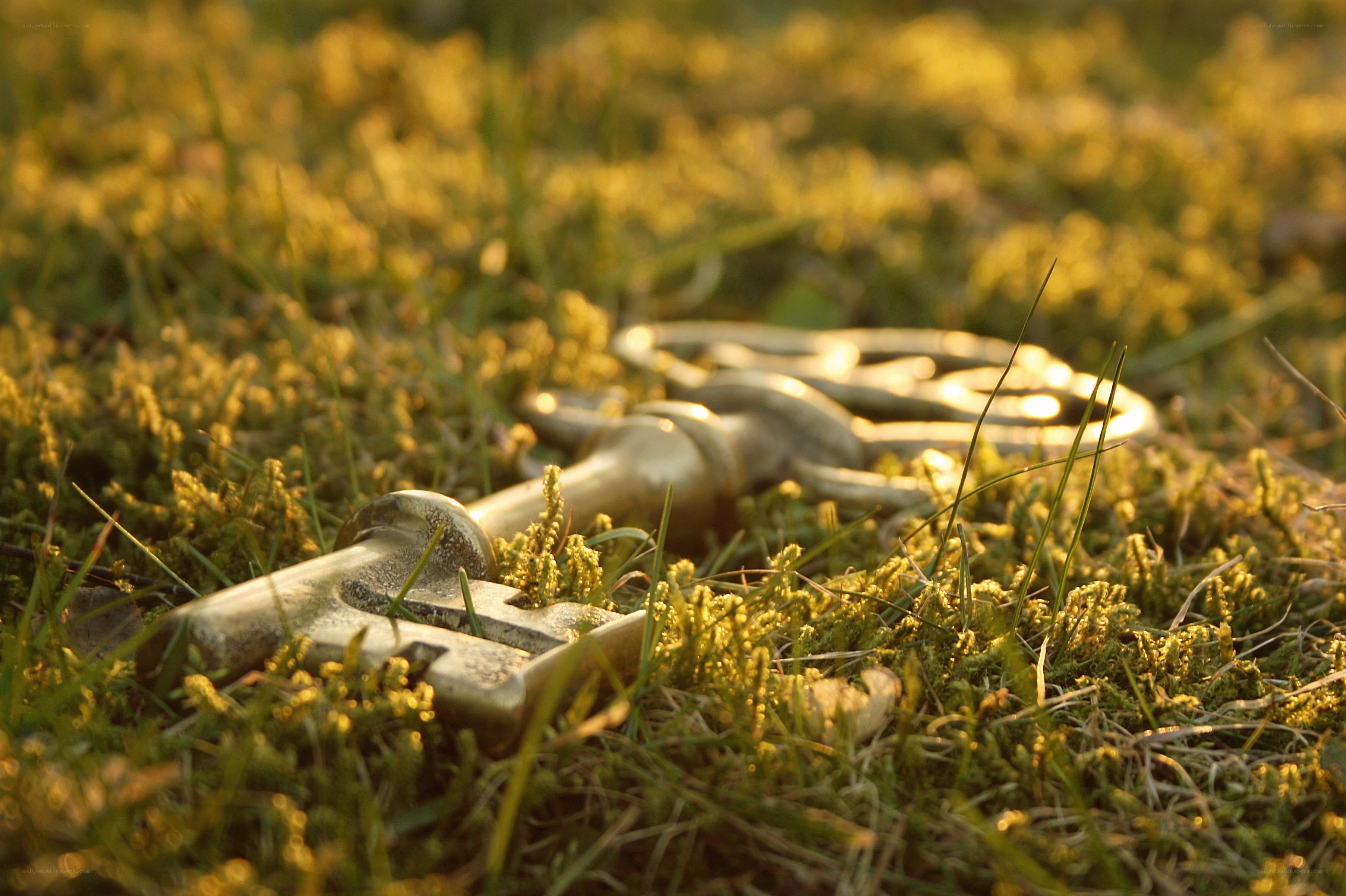 antique key in grass