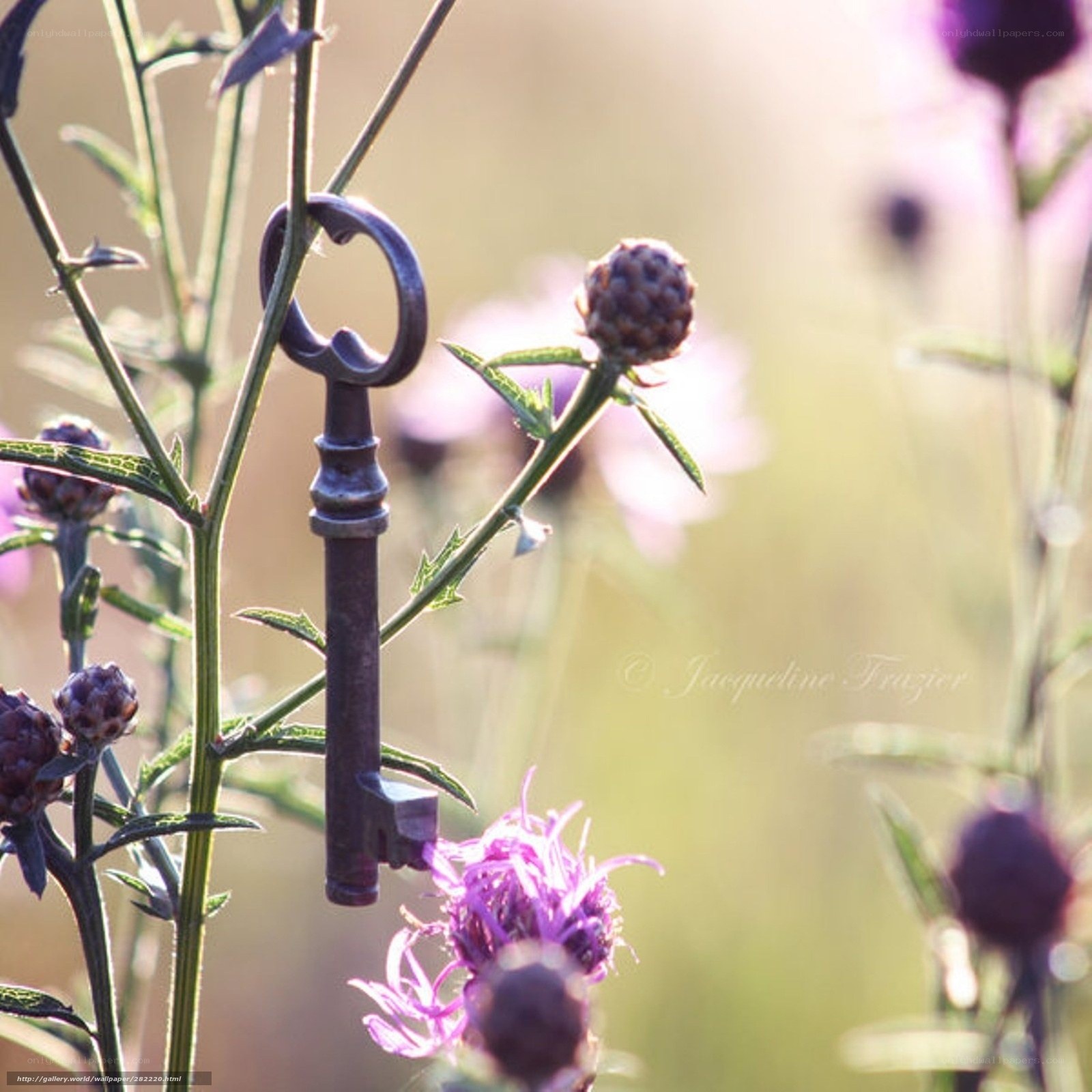 antique key on wildflower