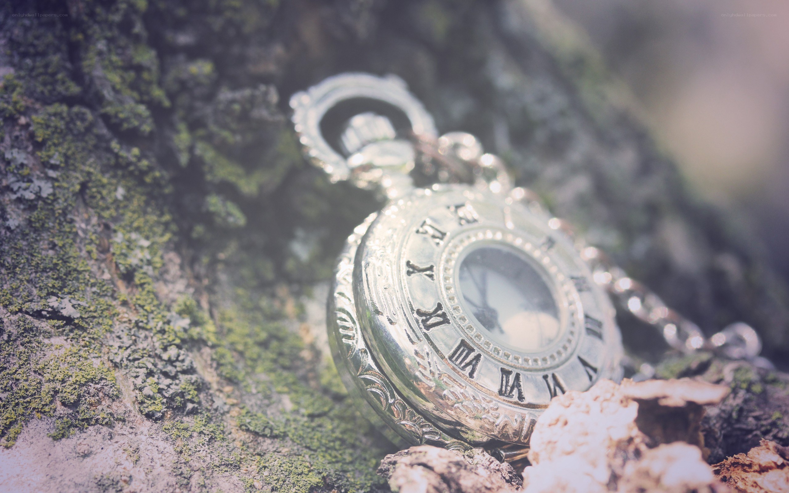 antique pocket watch on tree bark