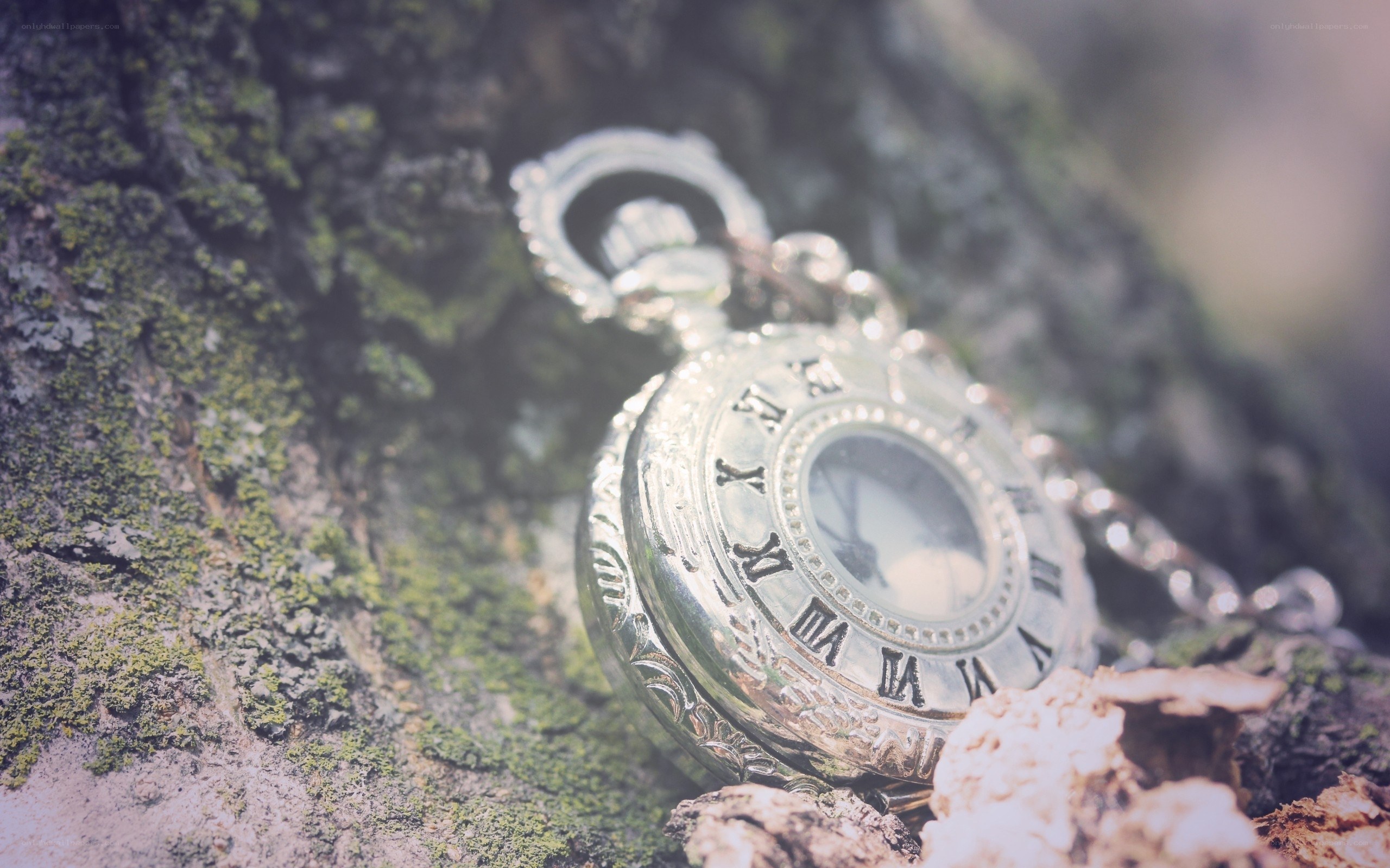 antique pocket watch on tree bark