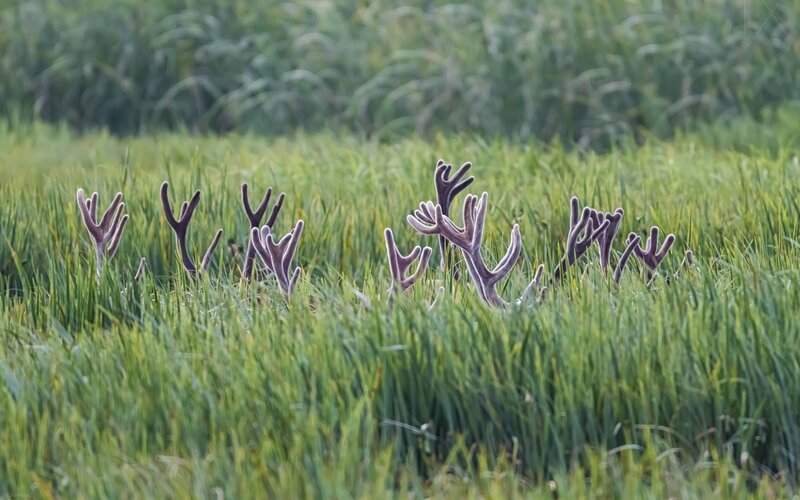 antler-like structures in grass