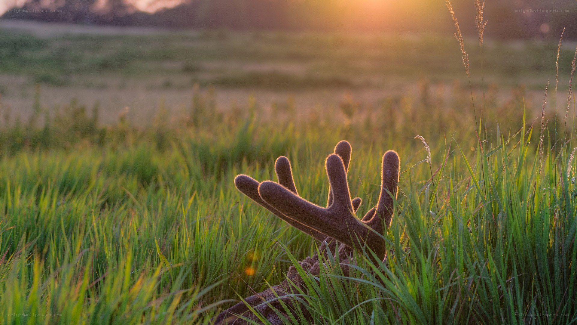 antlers in a grassy field