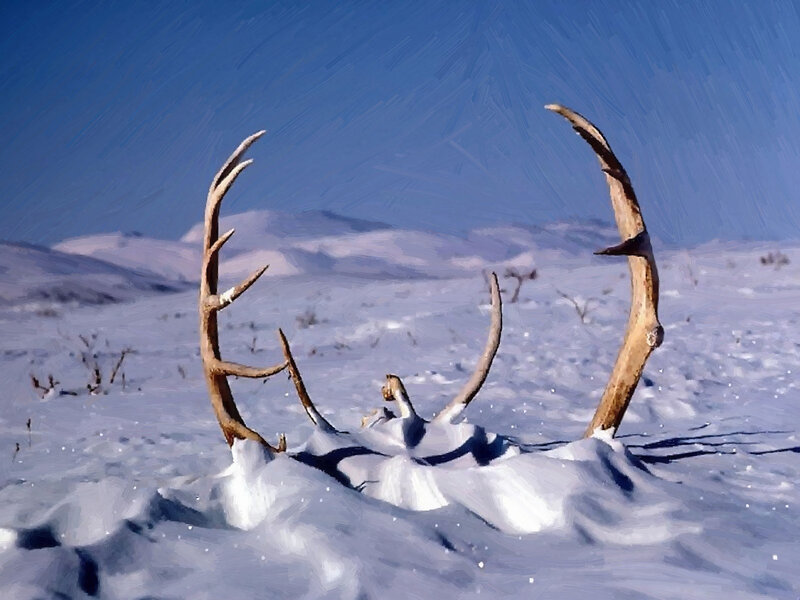 Antlers in Snow