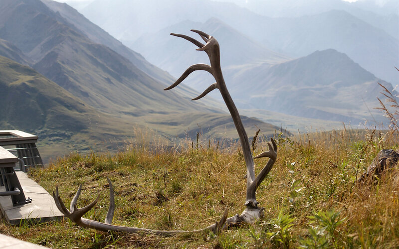 Antlers on Grassy Hill