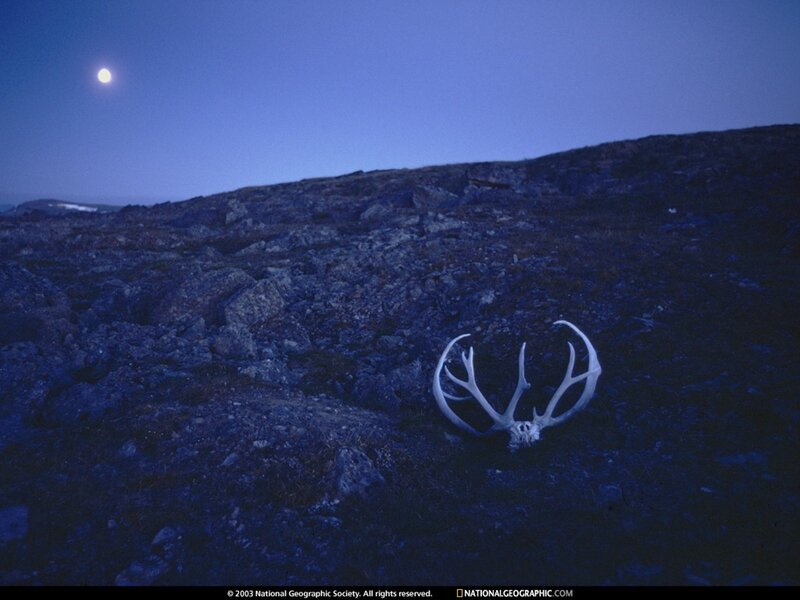 Antlers under the moon