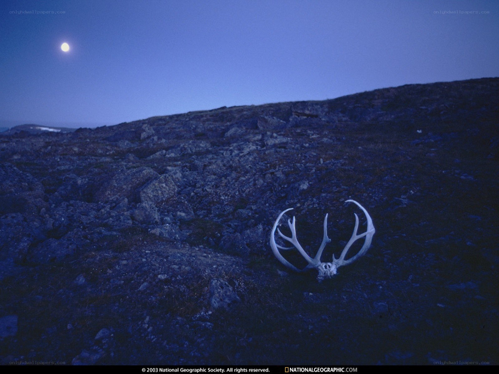 Antlers under the moon