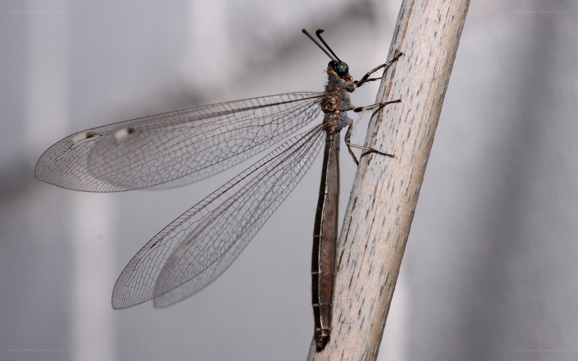 antlion on a twig