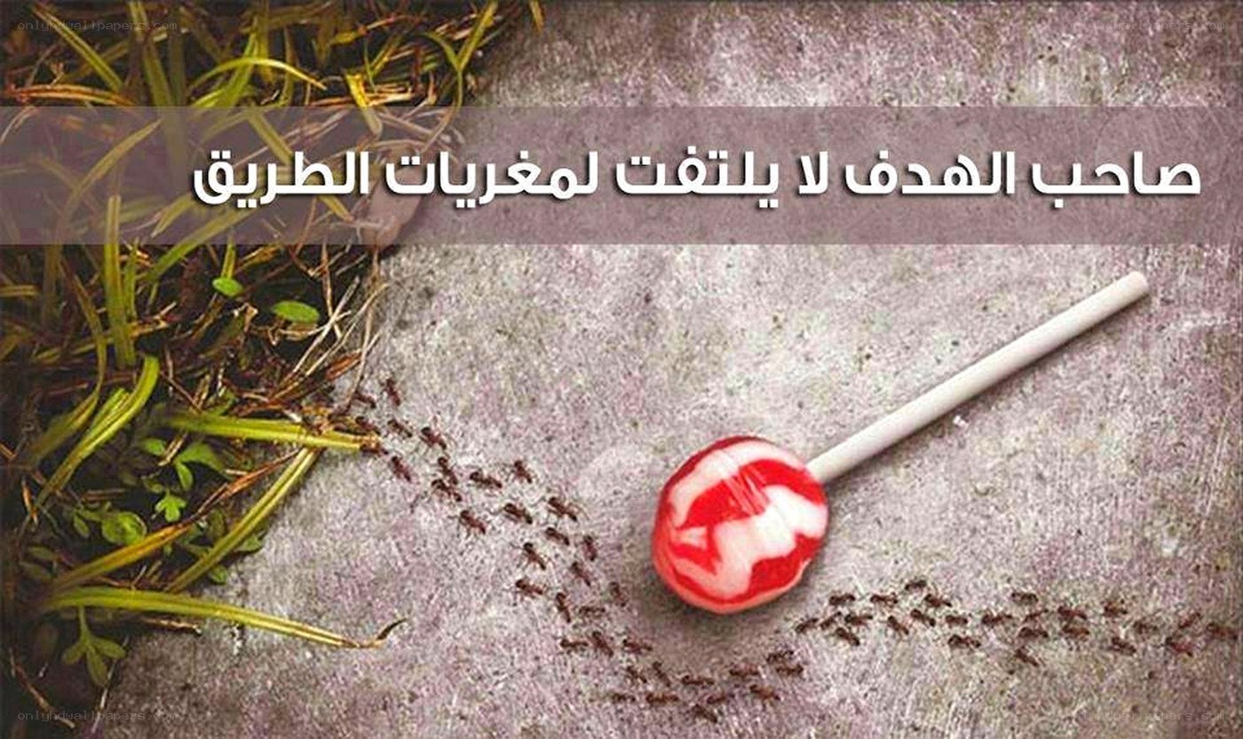 Ants and a lollipop