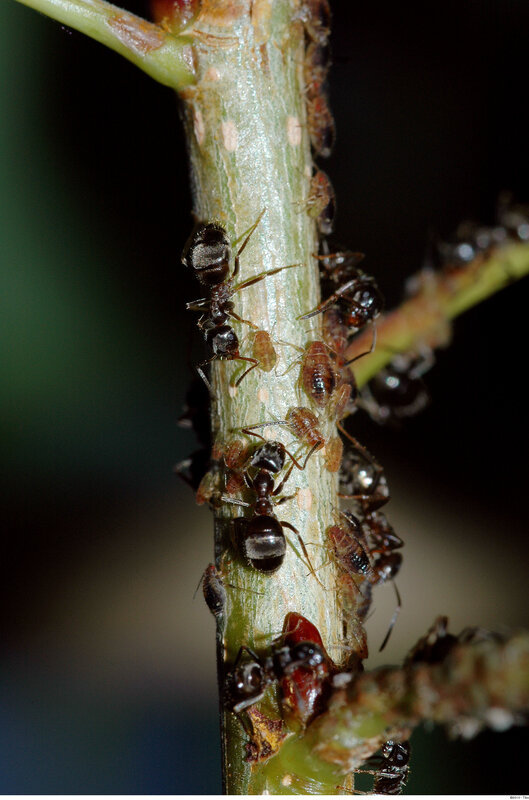 ants and aphids on a plant stem