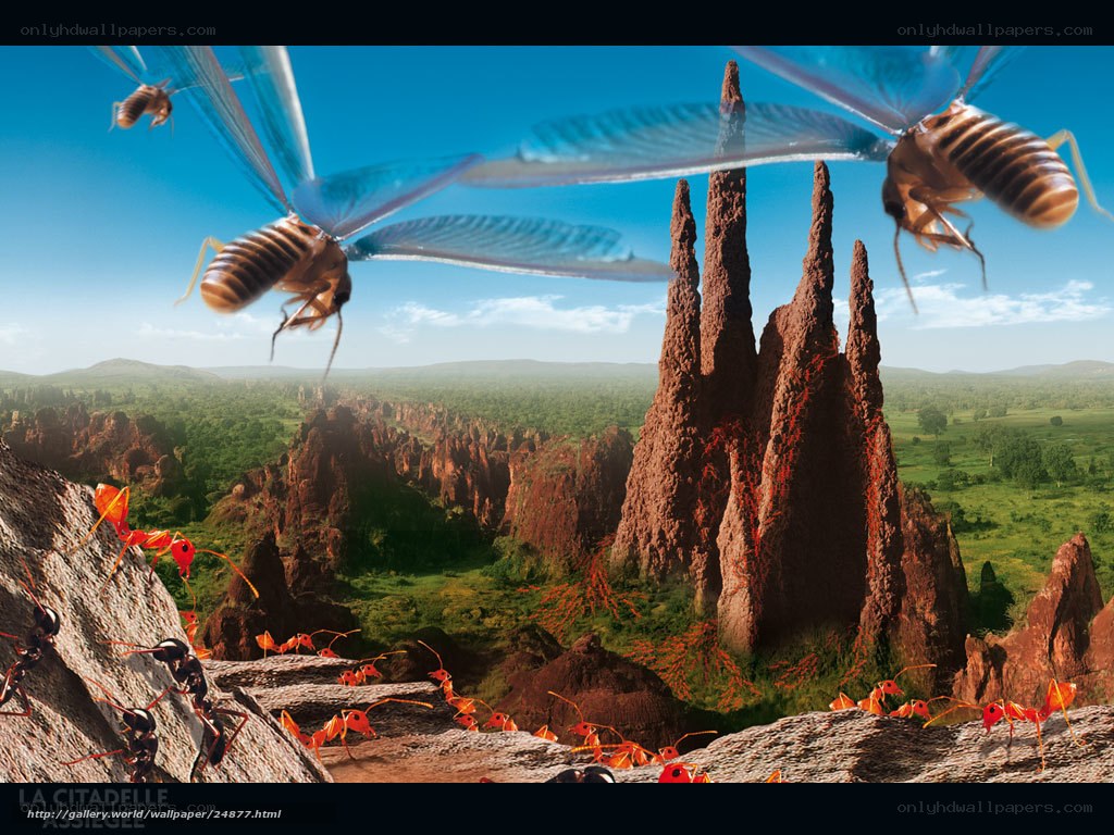 Ants and flying insects in a canyon