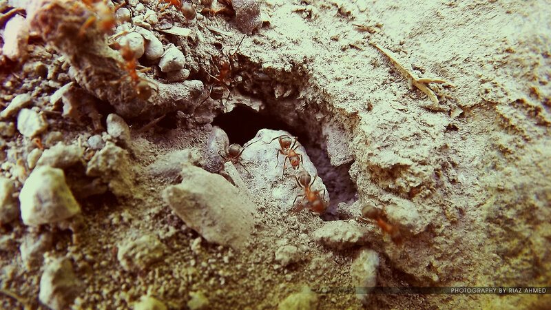 Ants at Nest Entrance