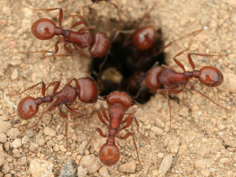 ants at their nest entrance